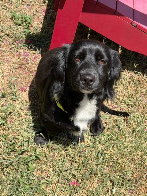 Enlarge Frankie Jane, a Adoptable mixed breed in Austin, TX image 5/6