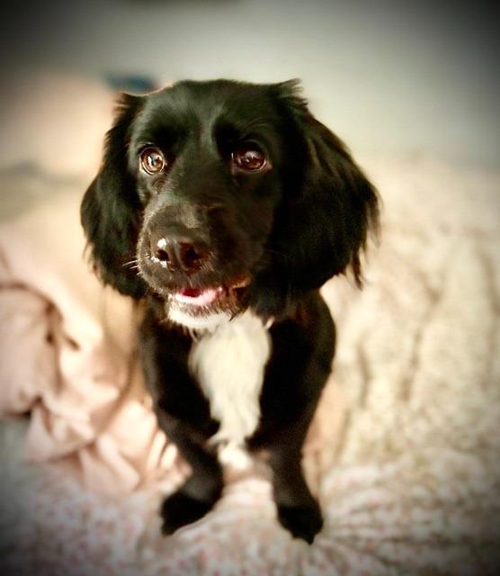 Enlarge Frankie Jane, a Adoptable mixed breed in Austin, TX image 6/6