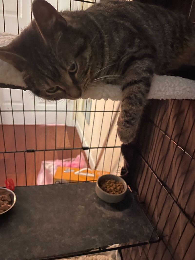 Koala, Adoptable, Adult Female Domestic Short Hair.