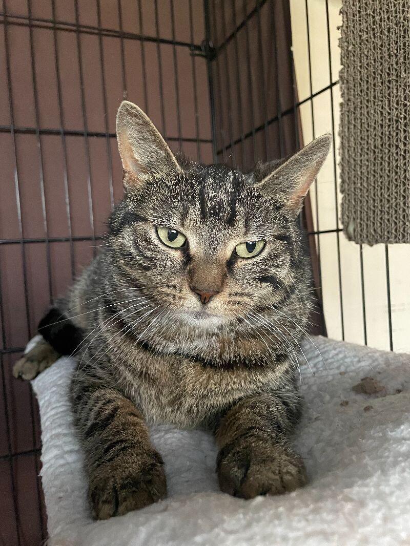 Koala, a Adoptable Domestic Short Hair in Colmar, PA image 2/3