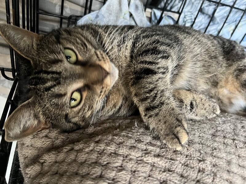 Koala, a Adoptable Domestic Short Hair in Colmar, PA image 3/3