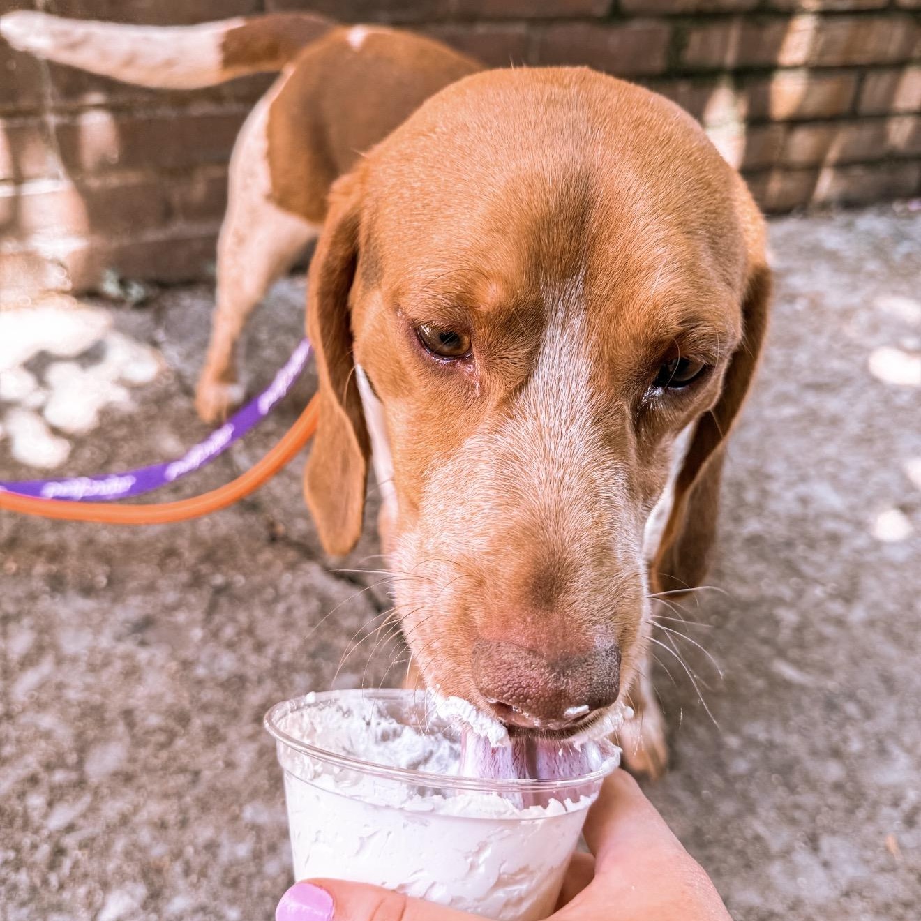 the Duke of Beagleton, ADOPTABLE, Young Male Beagle.