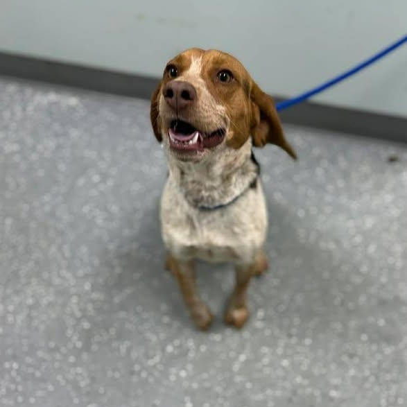 Enlarge the Duke of Beagleton, a ADOPTABLE Beagle in Bardstown, KY image 1/6