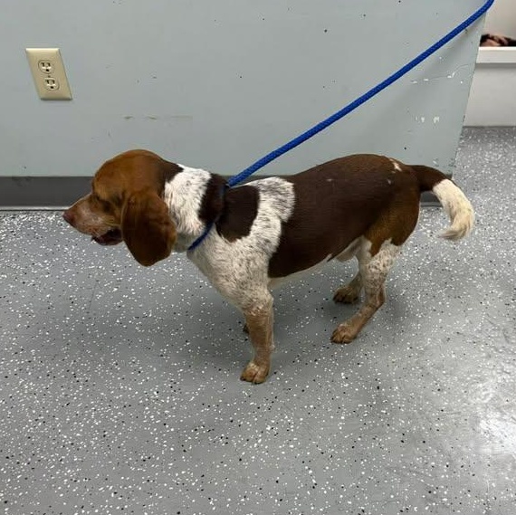 Enlarge the Duke of Beagleton, a ADOPTABLE Beagle in Bardstown, KY image 2/6