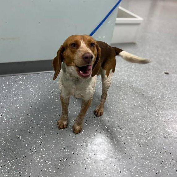 Enlarge the Duke of Beagleton, a ADOPTABLE Beagle in Bardstown, KY image 5/6