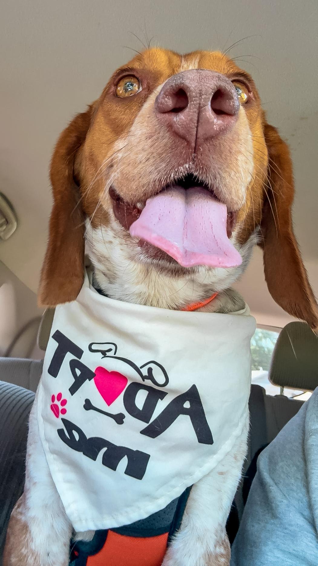 the Duke of Beagleton, a ADOPTABLE Beagle in Bardstown, KY image 6/6