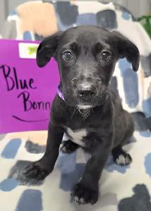 Bluebonnets, ADOPTABLE, Young Female Mixed Breed.