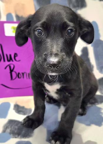 Enlarge Bluebonnets, a ADOPTABLE Mixed Breed in Racine, WI image 2/3