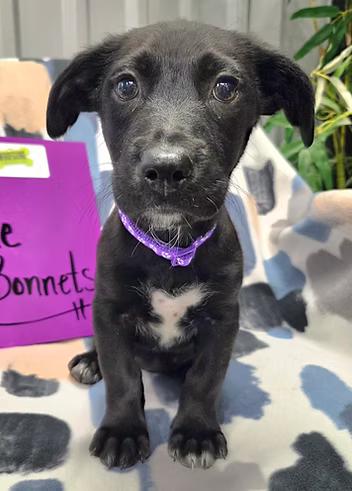 Enlarge Bluebonnets, a ADOPTABLE Mixed Breed in Racine, WI image 3/3