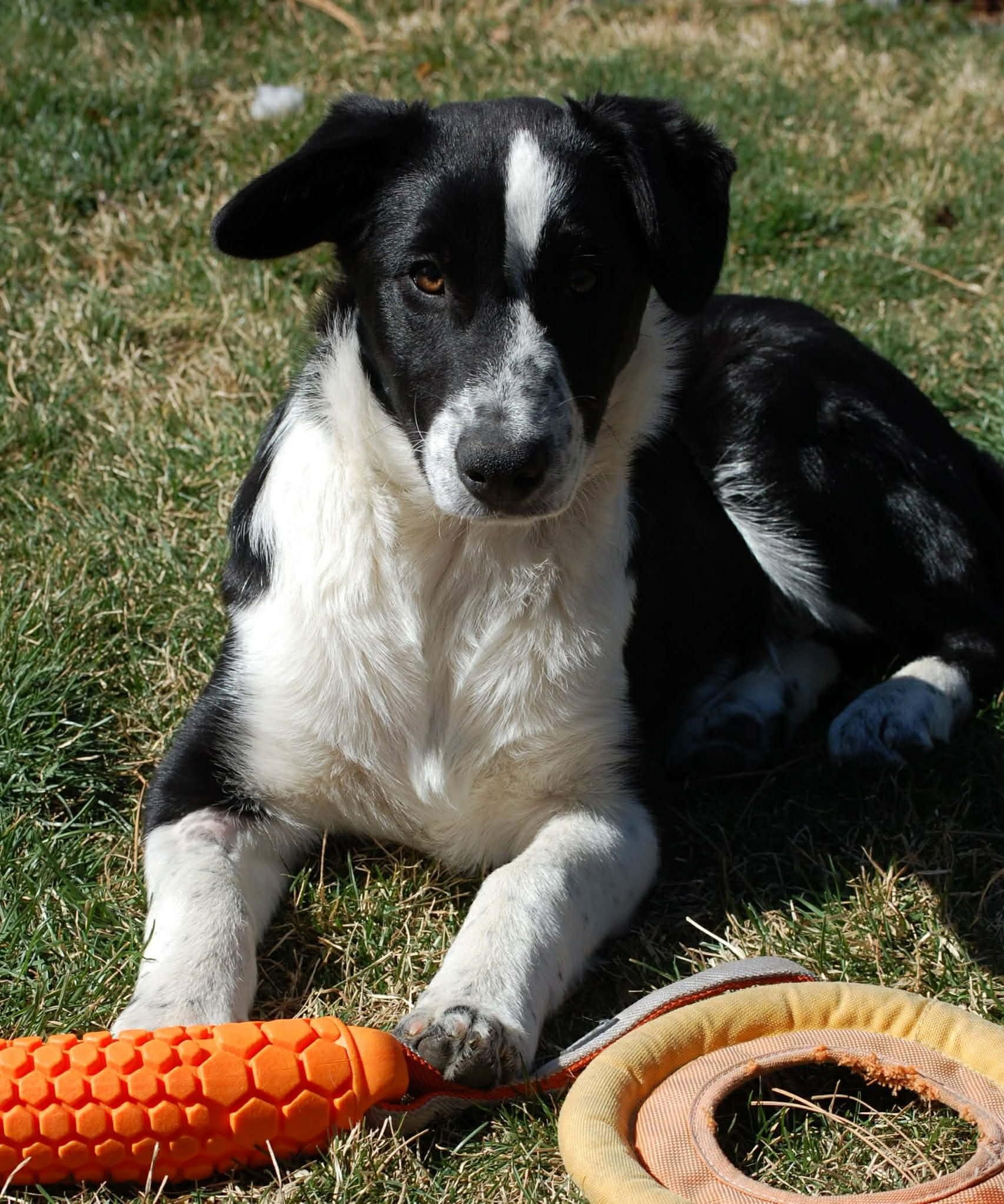 Enlarge Little Joe, a ADOPTABLE mixed breed in Bend, OR image 2/5