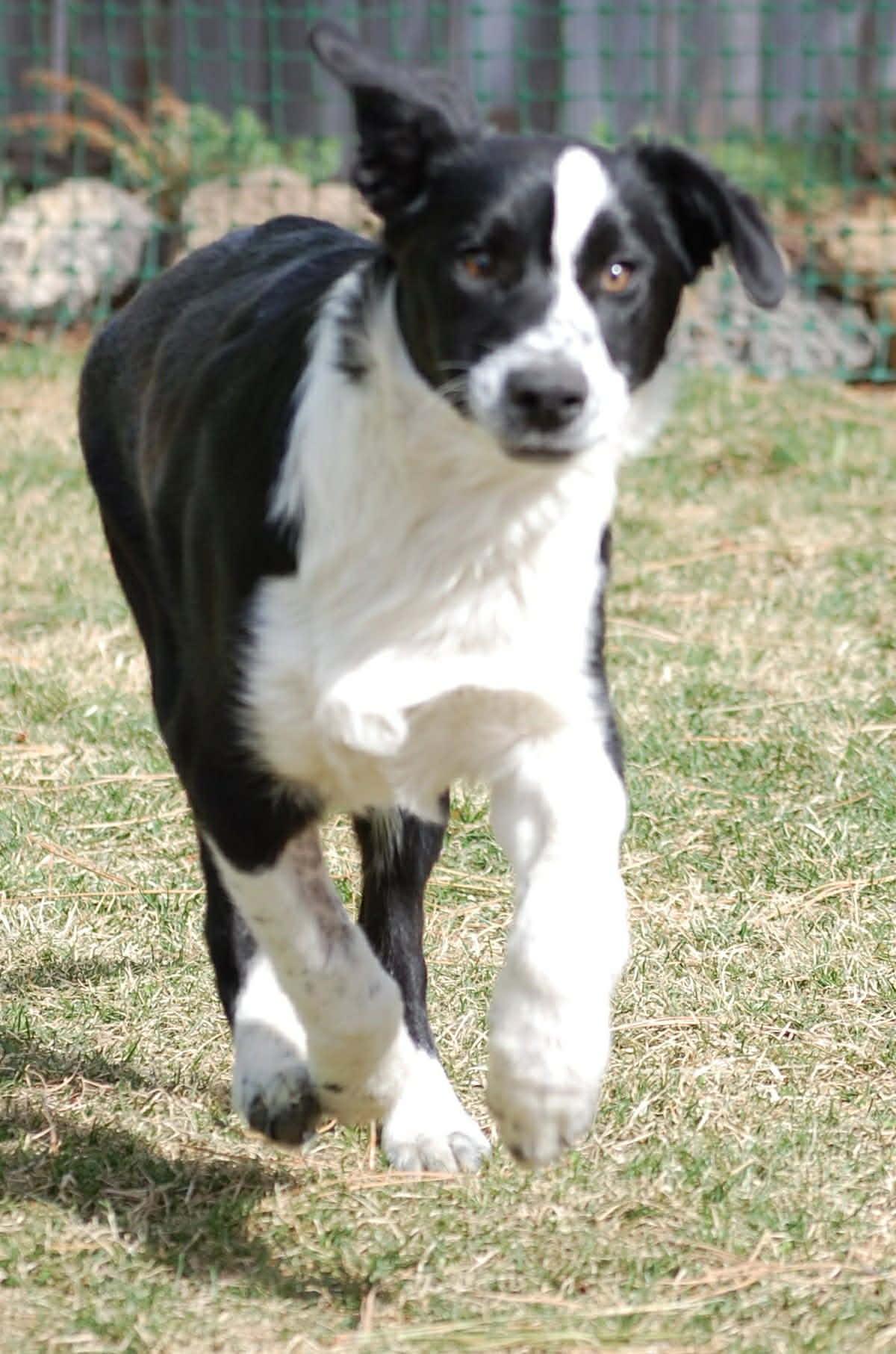 Enlarge Little Joe, a ADOPTABLE mixed breed in Bend, OR image 3/5
