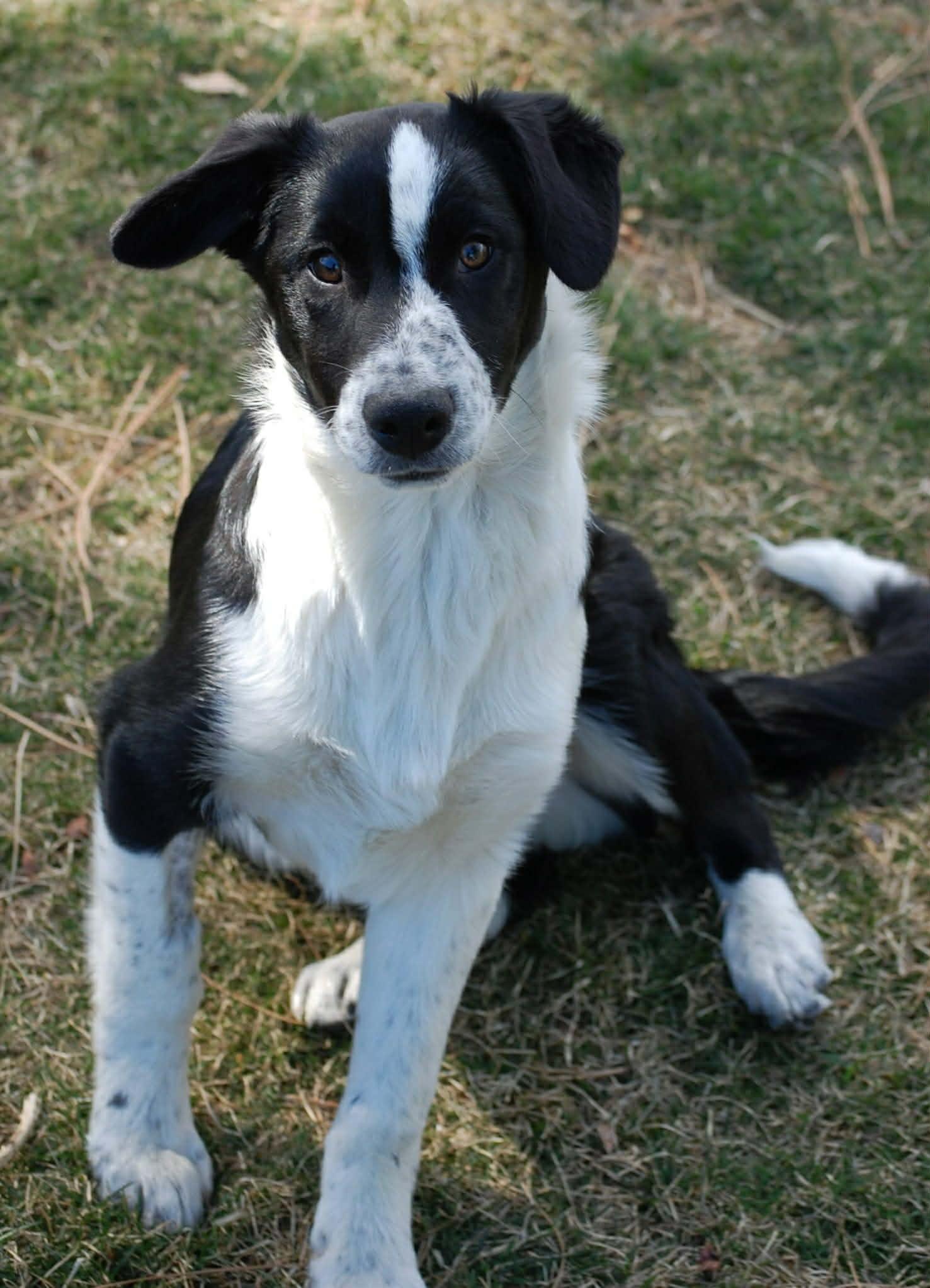 Enlarge Little Joe, a ADOPTABLE mixed breed in Bend, OR image 4/5