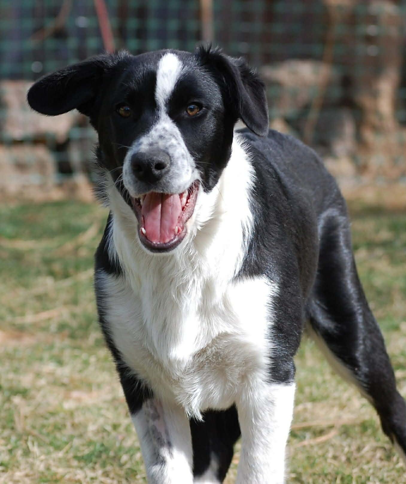 Little Joe, ADOPTABLE, Puppy Male Border Collie.