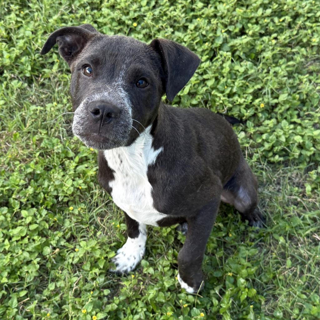 Noble, a Adoptable Pit Bull Terrier in Brenham, TX image 3/6