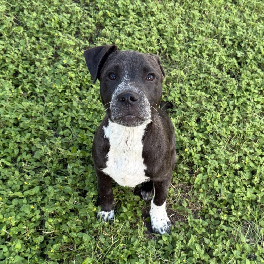 Noble, a Adoptable Pit Bull Terrier in Brenham, TX image 2/6