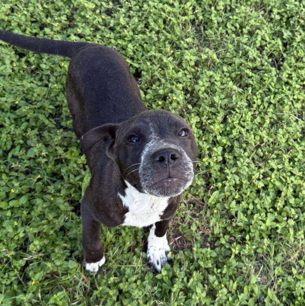 Noble, a Adoptable Pit Bull Terrier in Brenham, TX image 4/6