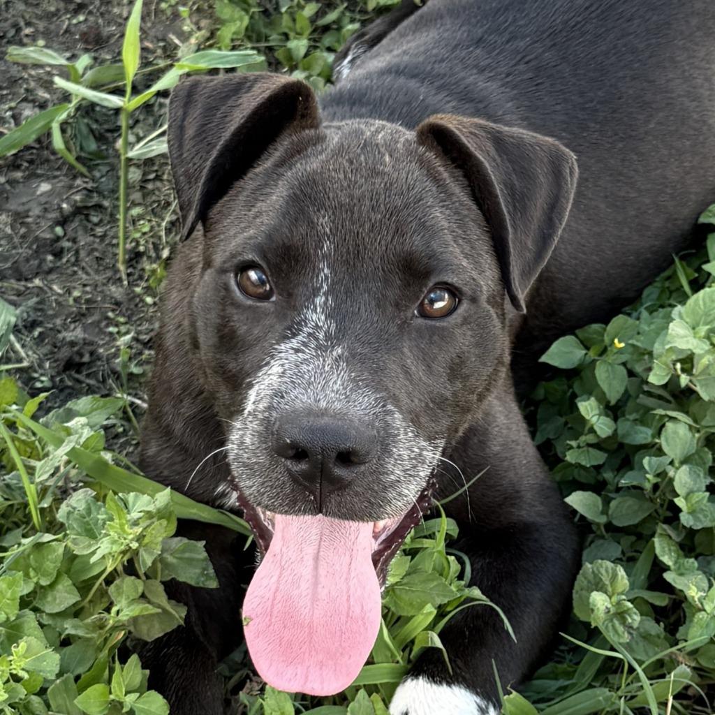 Noble, Adoptable, Puppy Male Pit Bull Terrier.