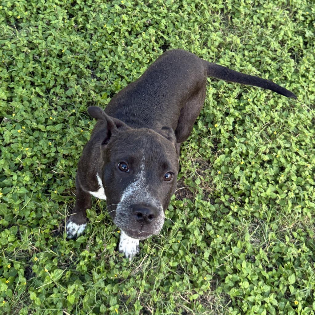 Noble, a Adoptable Pit Bull Terrier in Brenham, TX image 5/6