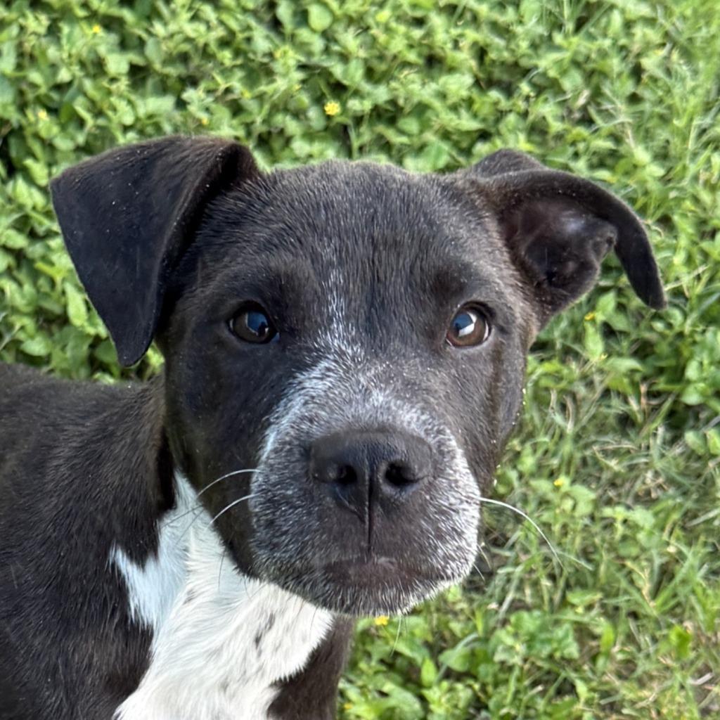 Noble, Adoptable, Puppy Male Pit Bull Terrier.