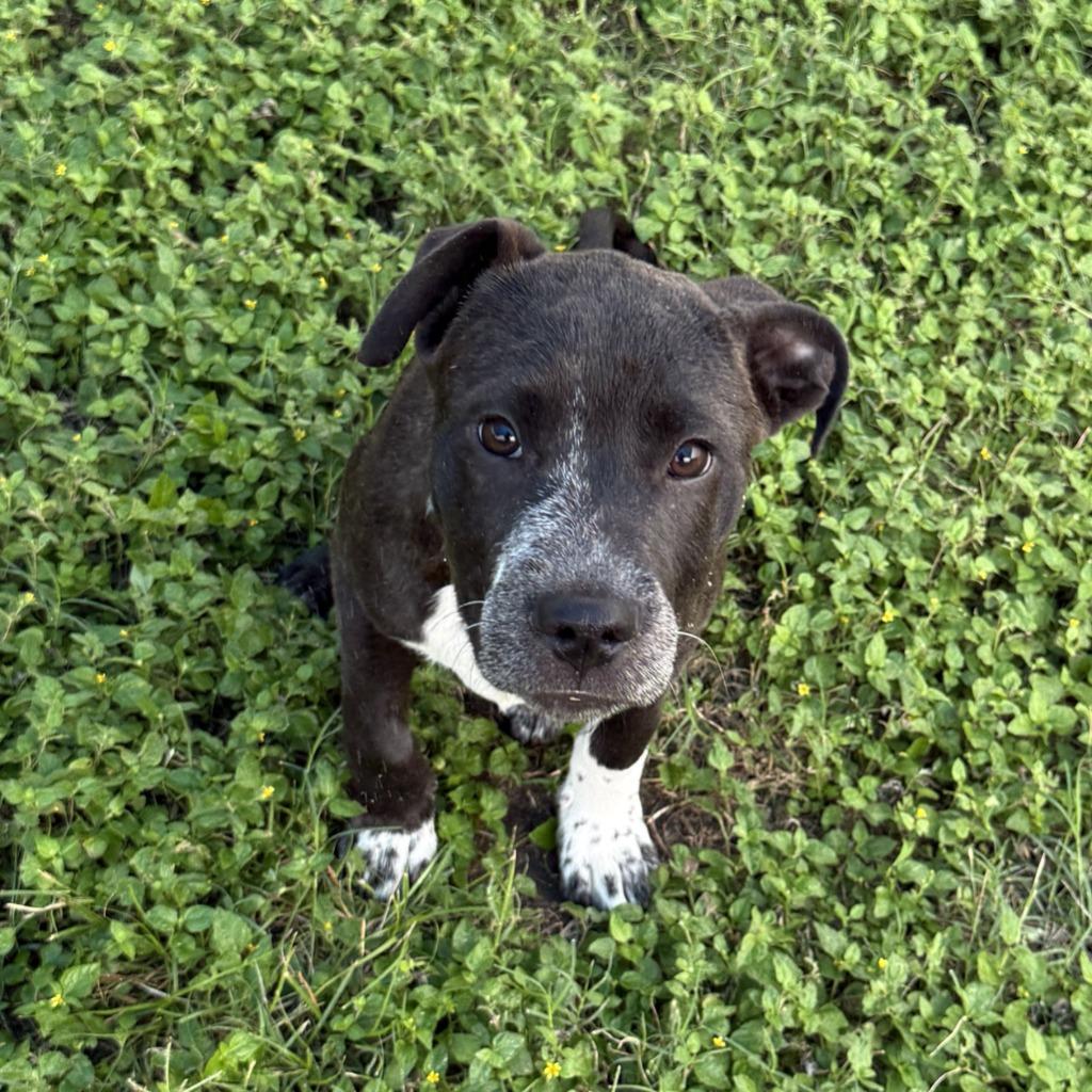 Noble, a Adoptable Pit Bull Terrier in Brenham, TX image 6/6
