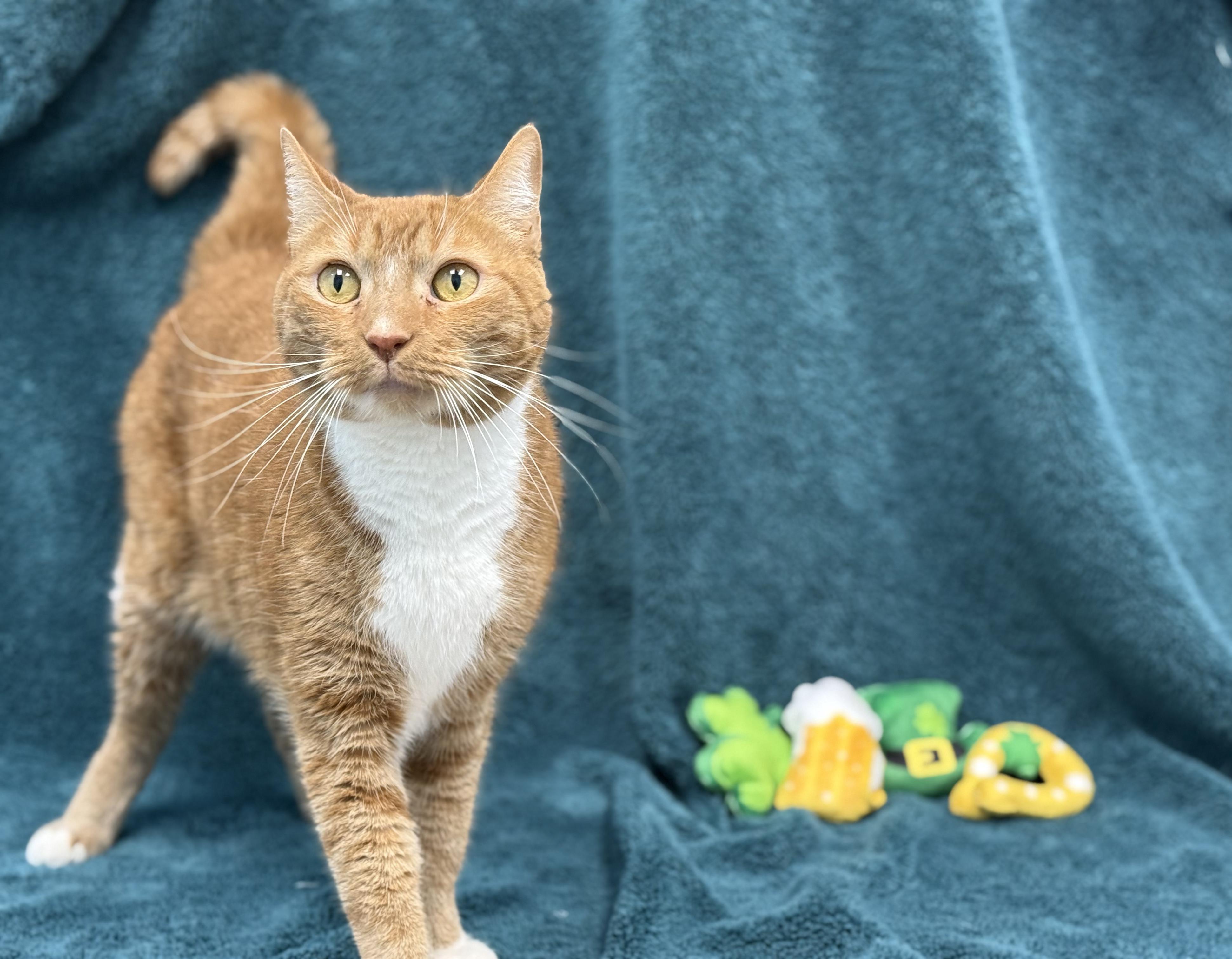 Farley, Adult Male Domestic Short Hair