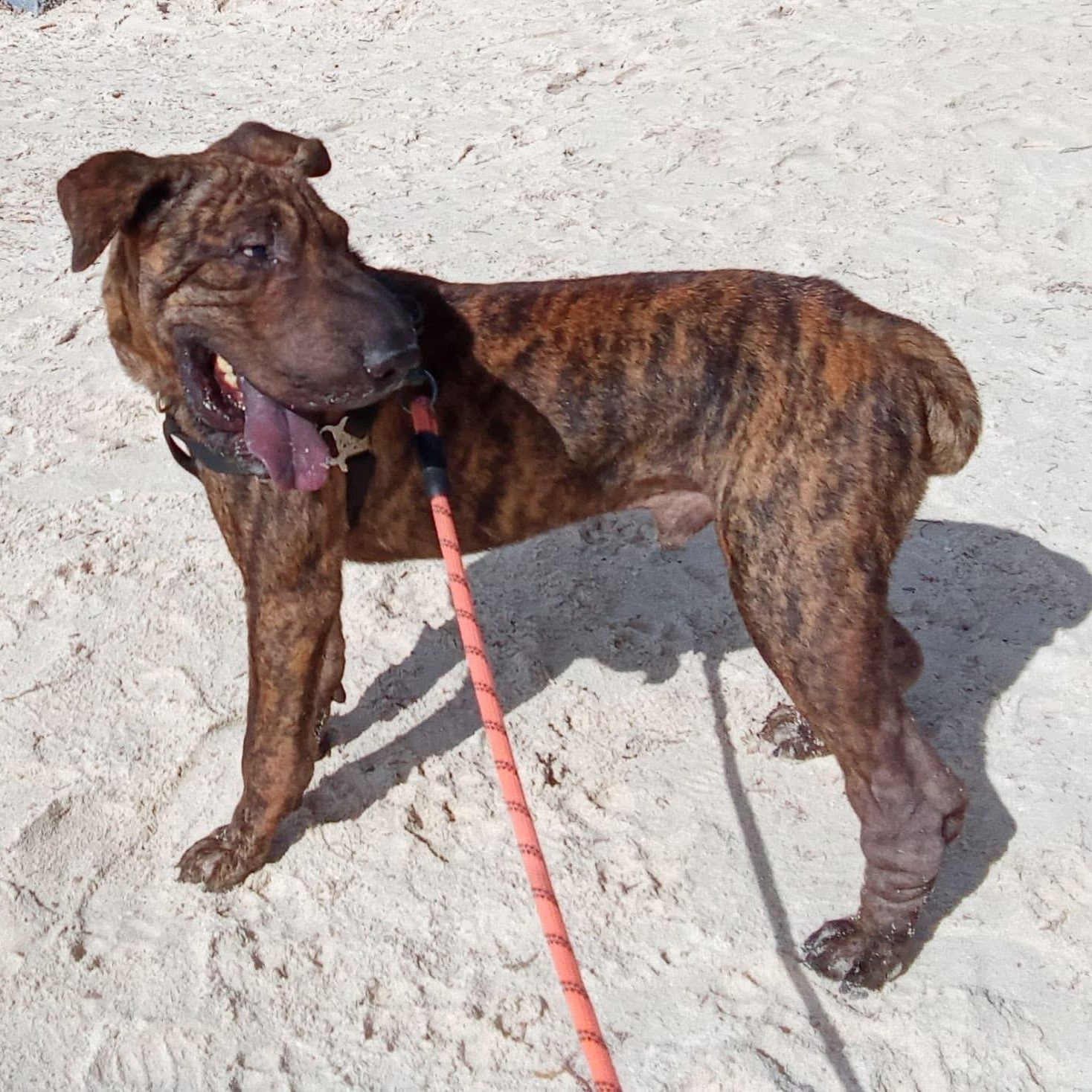Enlarge Pepe, an adopted mixed breed in North Vancouver, BC image 6/6