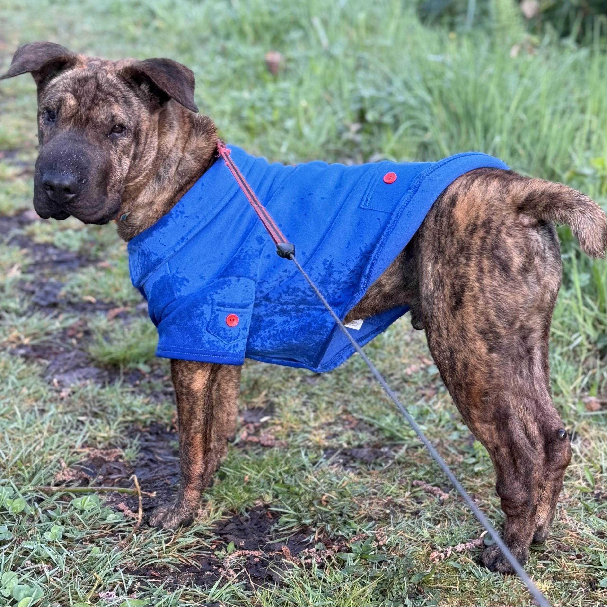 Enlarge Pepe, an adopted mixed breed in North Vancouver, BC image 3/6