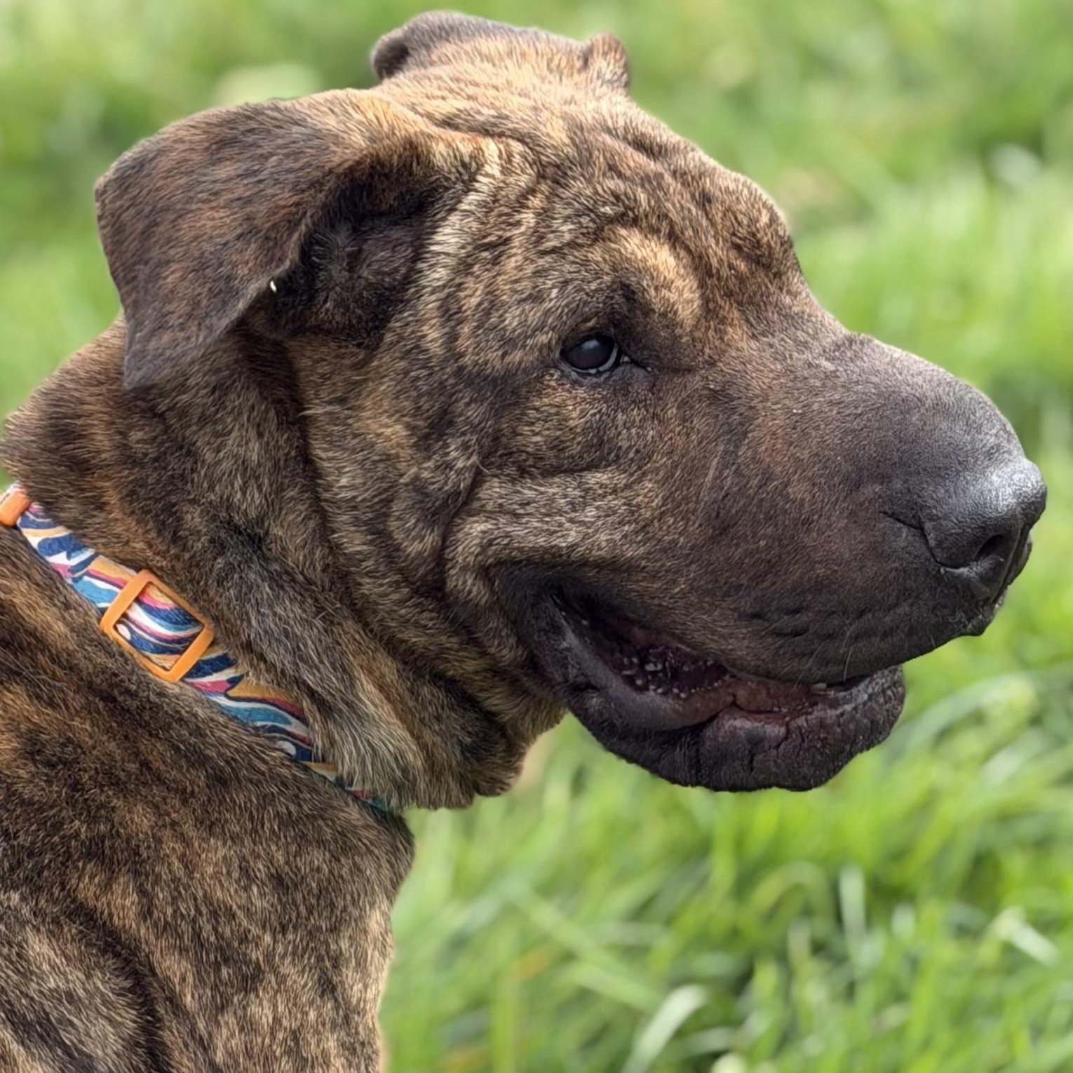 Pepe, adopted, Adult Male Shar-Pei.