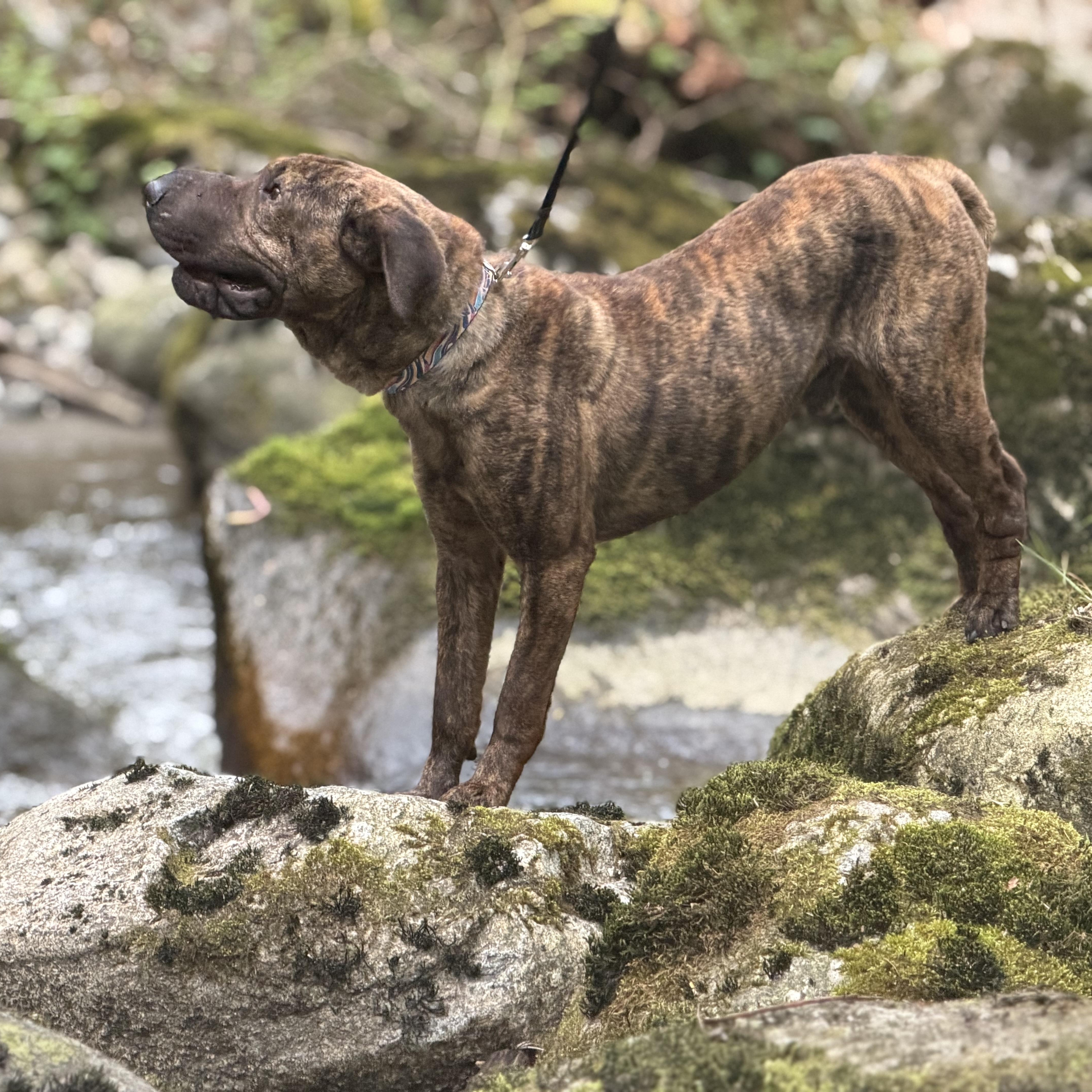 Enlarge Pepe, an adopted mixed breed in North Vancouver, BC image 2/6