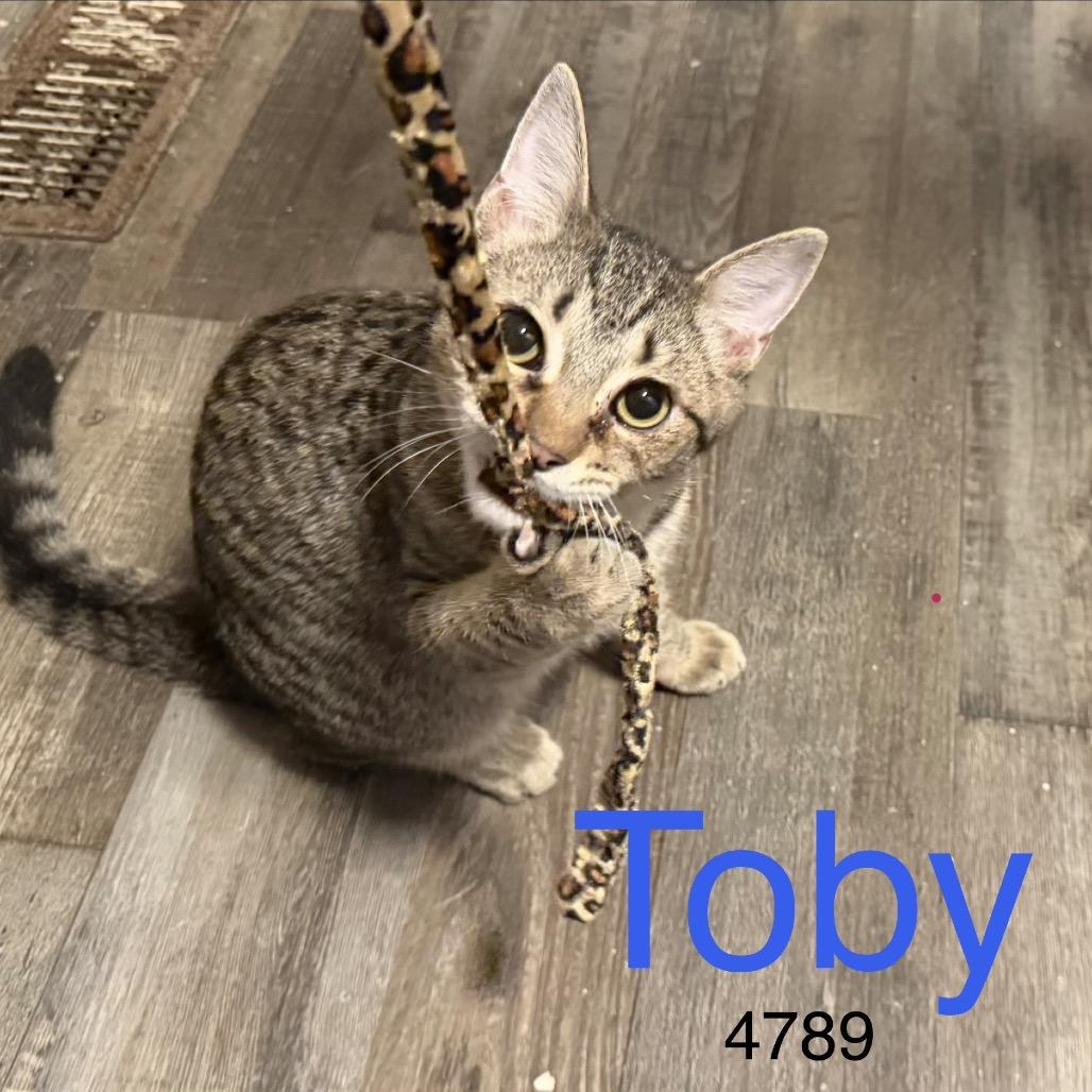 Toby 4789, Adoptable, Kitten Male Domestic Short Hair.
