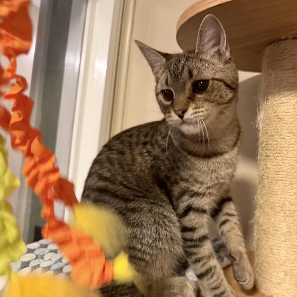 Enlarge Toby 4789, a Adoptable Domestic Short Hair in Sequatchie, TN image 2/6