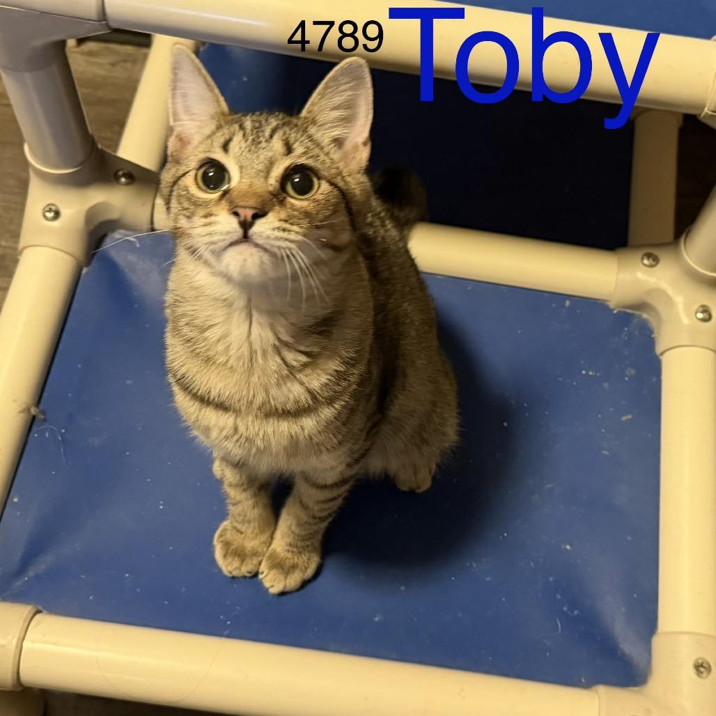 Enlarge Toby 4789, a Adoptable Domestic Short Hair in Sequatchie, TN image 3/6