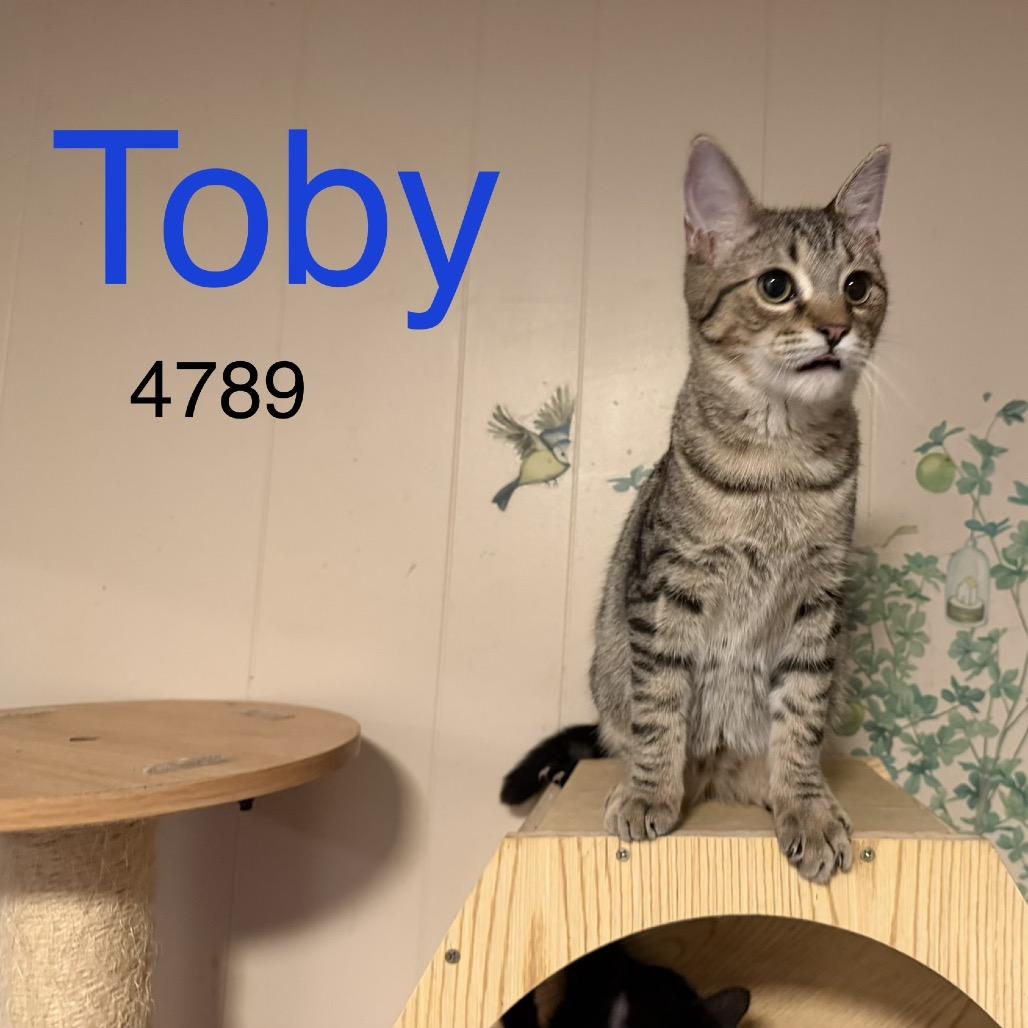 Enlarge Toby 4789, a Adoptable Domestic Short Hair in Sequatchie, TN image 4/6