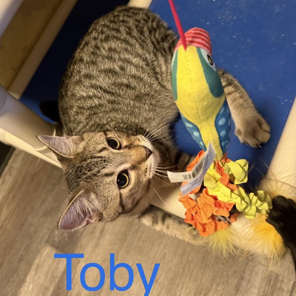 Enlarge Toby 4789, a Adoptable Domestic Short Hair in Sequatchie, TN image 5/6