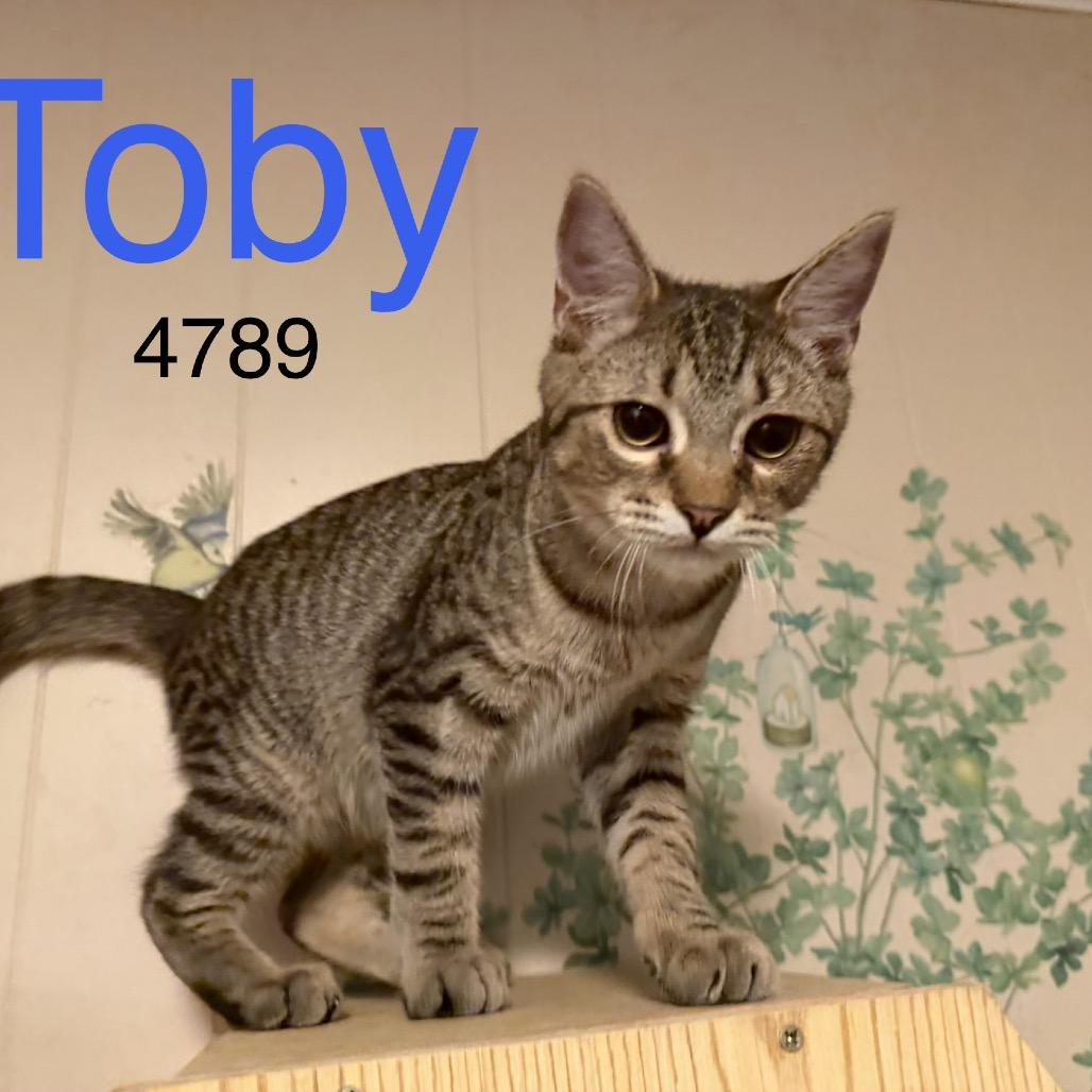 Enlarge Toby 4789, a Adoptable Domestic Short Hair in Sequatchie, TN image 6/6