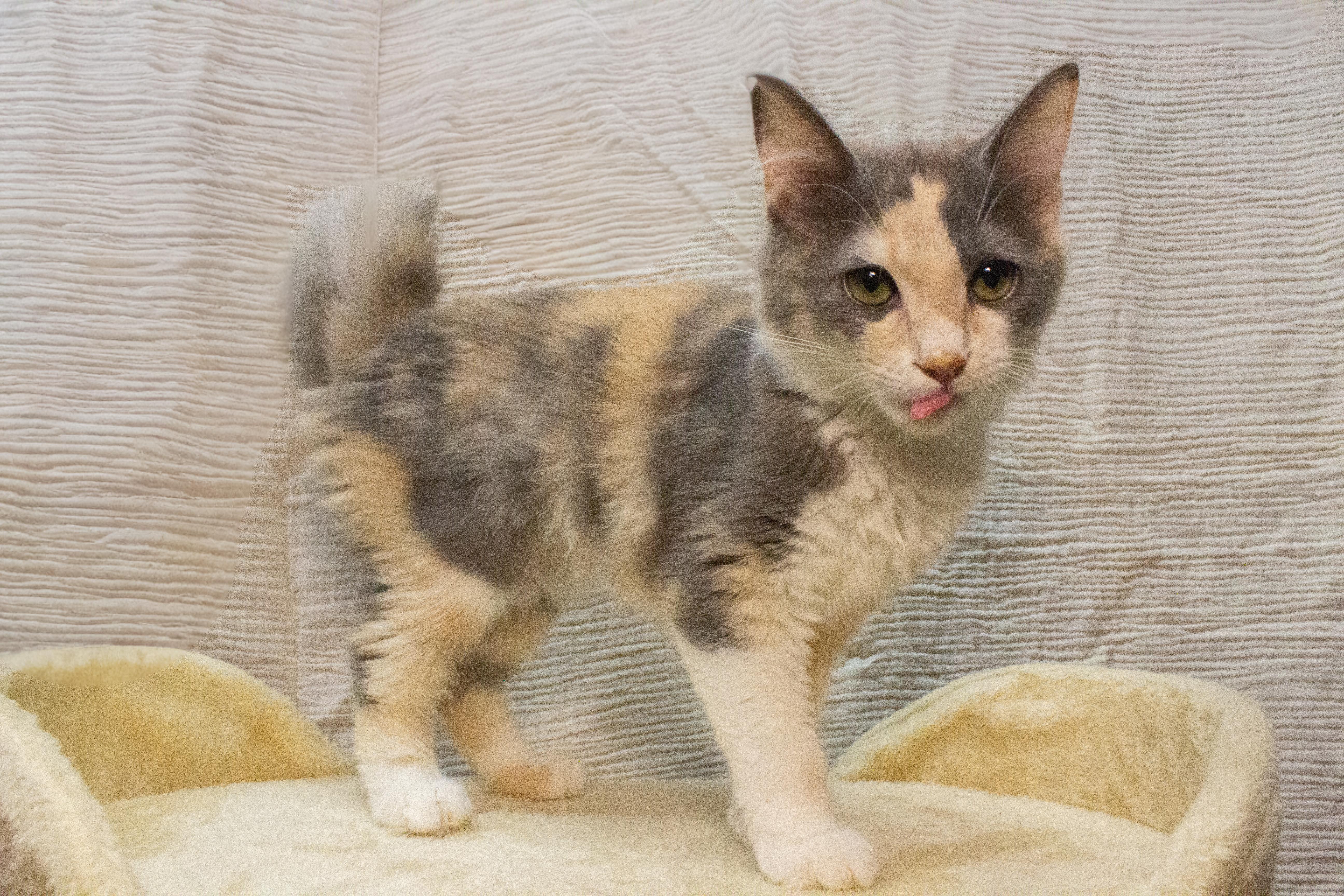 Bunny, ADOPTABLE, Kitten Female Domestic Medium Hair.
