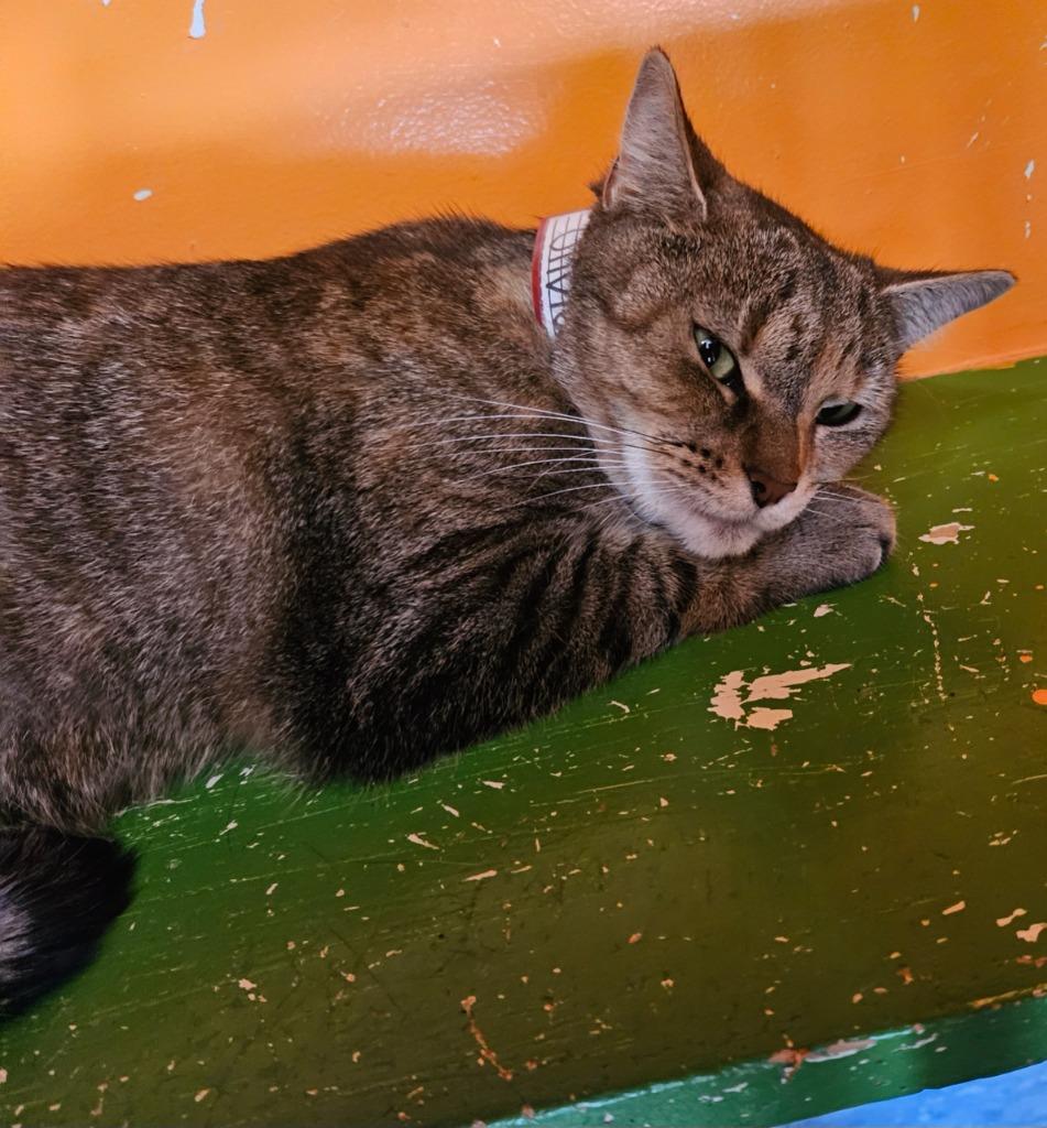 Olivia, Adoptable, Adult Female Domestic Short Hair.