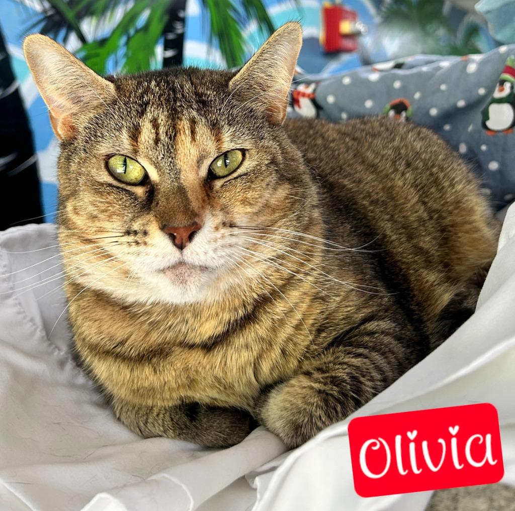 Olivia, a Adoptable mixed breed in Jim Thorpe, PA image 2/3