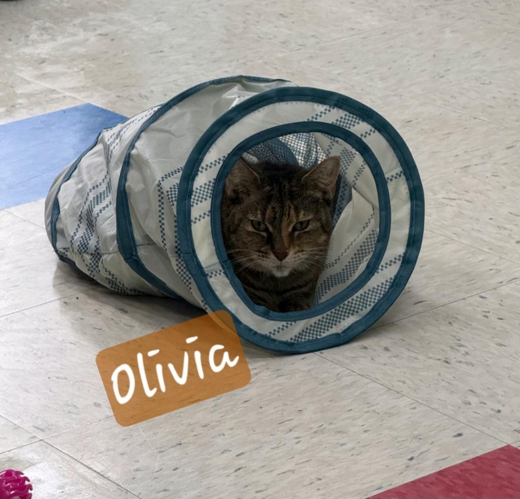 Olivia, a Adoptable mixed breed in Jim Thorpe, PA image 3/3