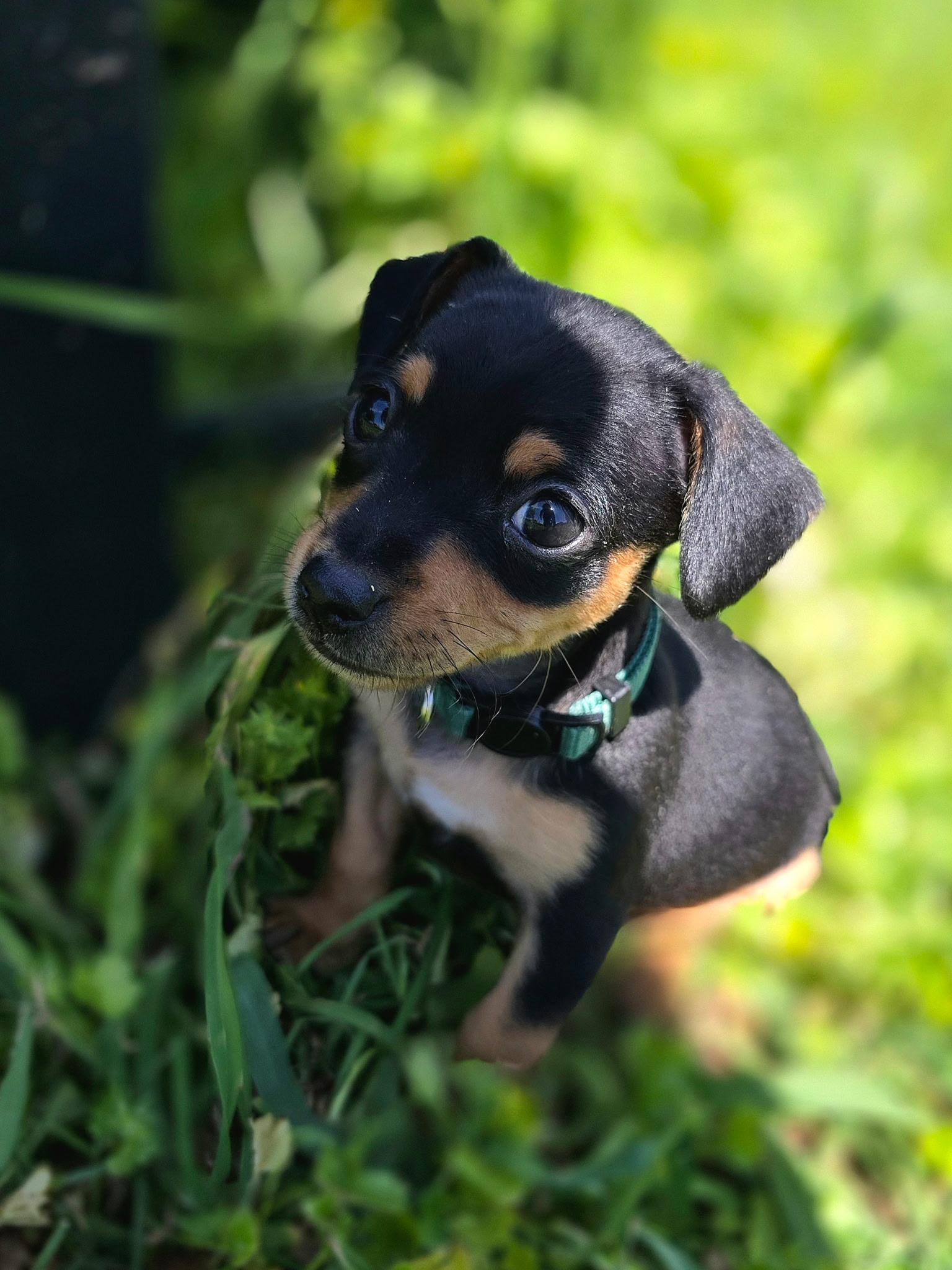 Henry, ADOPTABLE, Puppy Male Chihuahua.