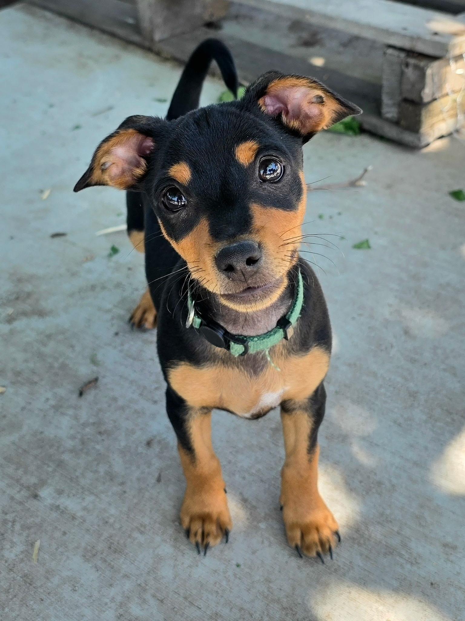 Henry, a ADOPTABLE mixed breed in Penryn, CA image 1/3