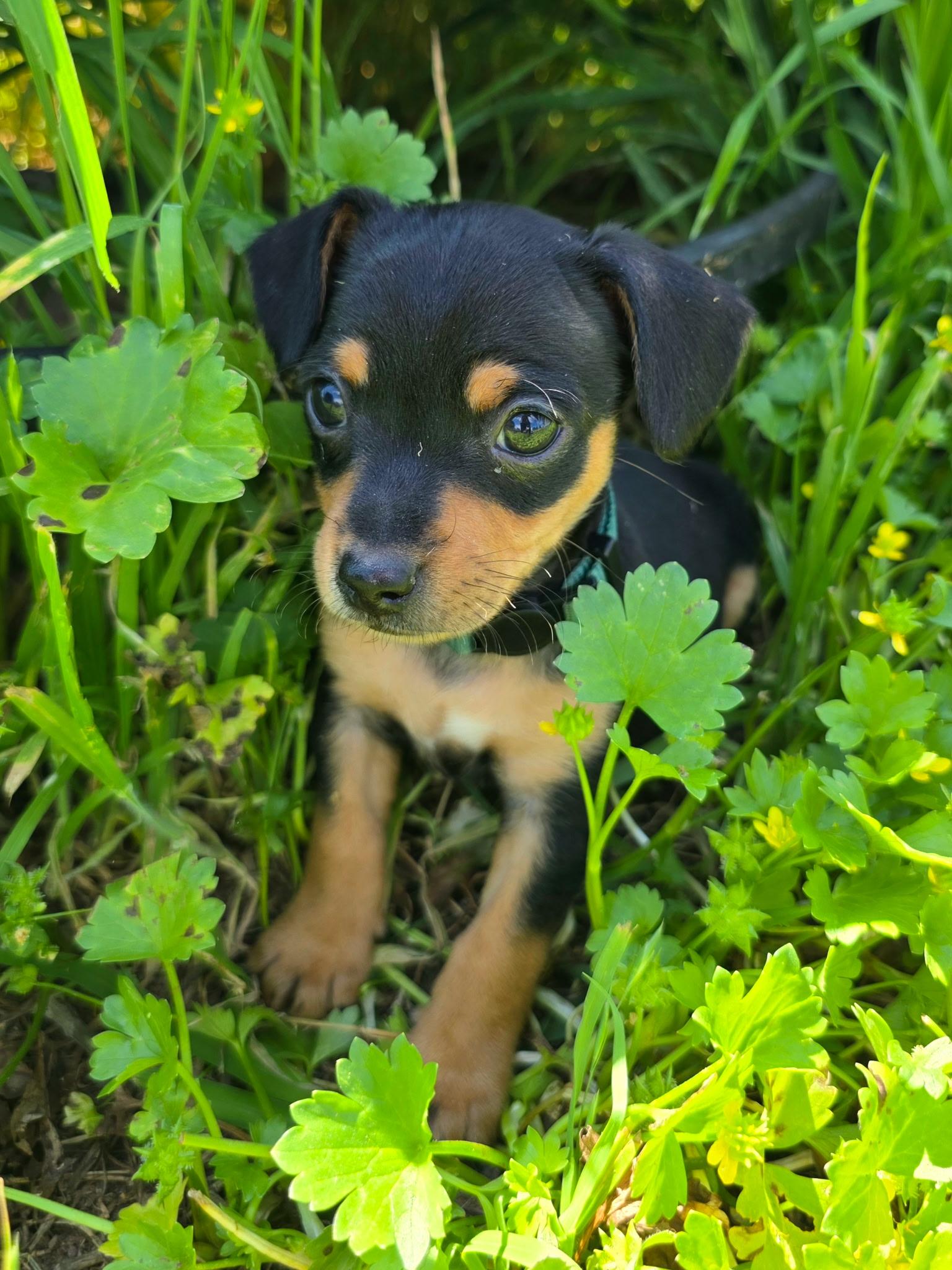 Henry, a ADOPTABLE mixed breed in Penryn, CA image 2/2