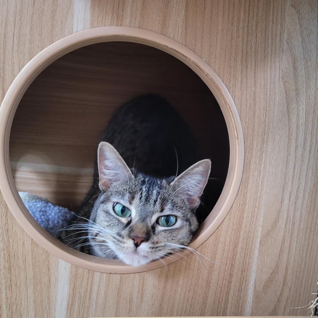 Kali, Adoptable, Adult Female Domestic Short Hair.