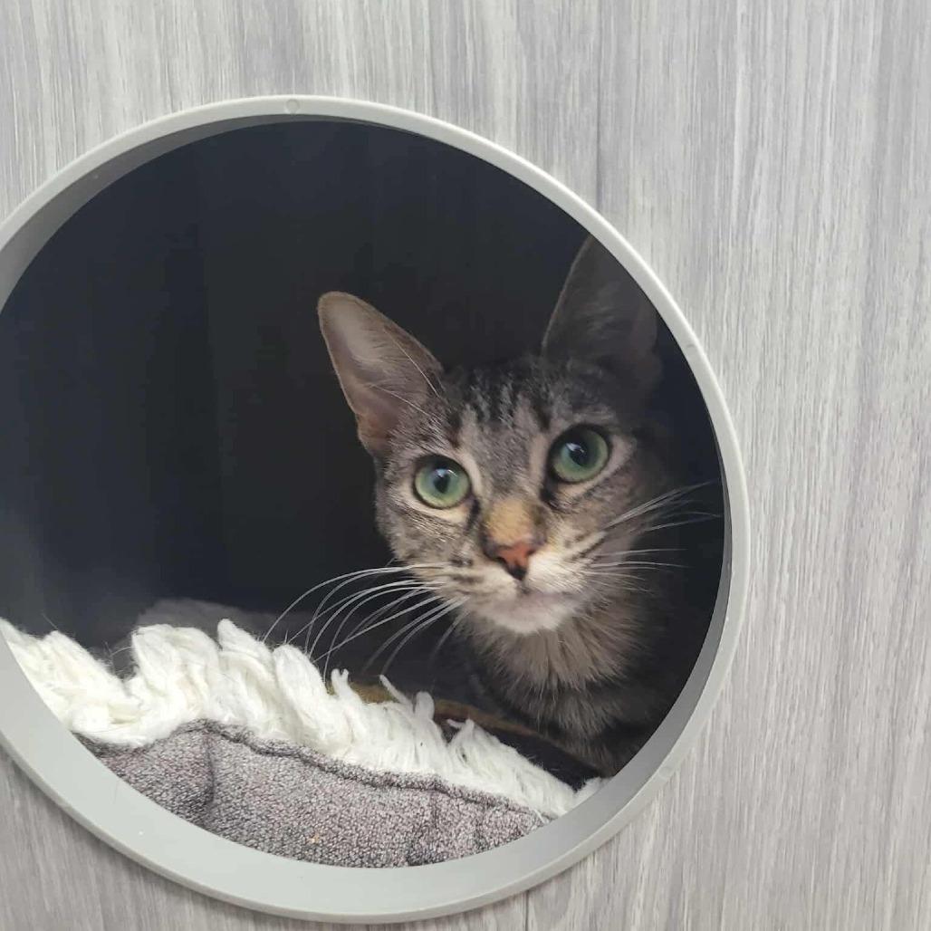 Enlarge Kali, a Adoptable Domestic Short Hair in Duncan, OK image 1/2