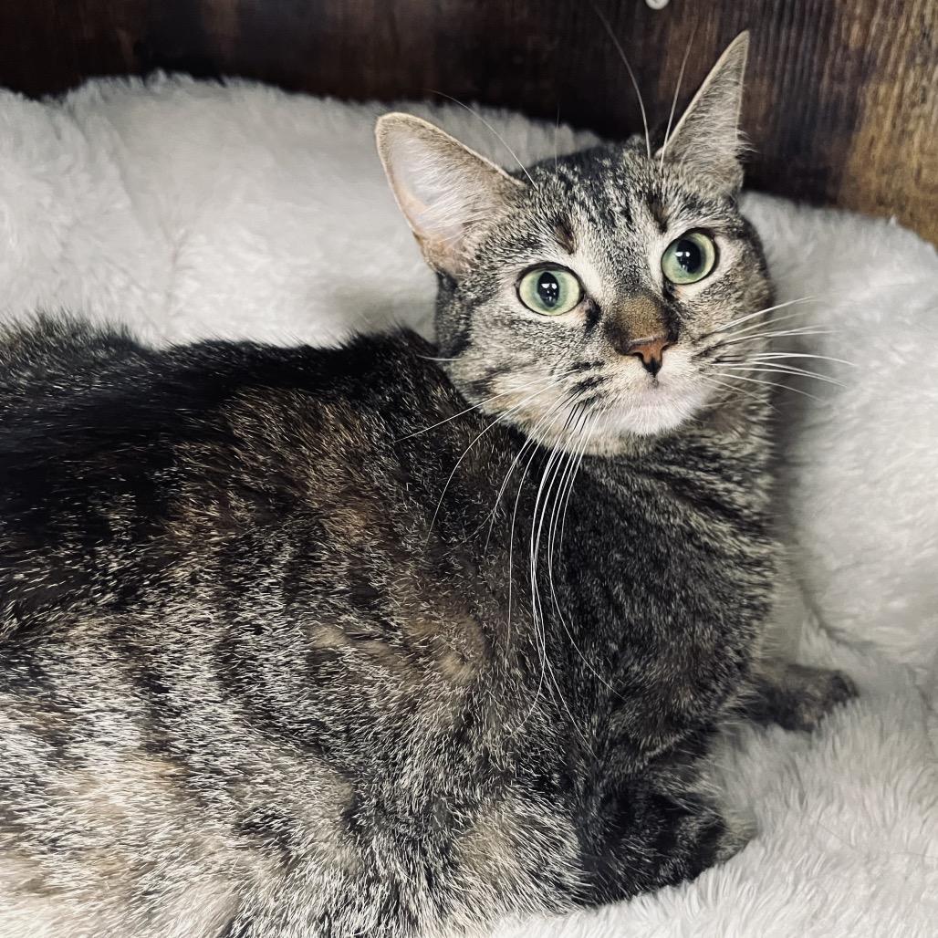 Enlarge Kali, a Adoptable Domestic Short Hair in Duncan, OK image 2/4