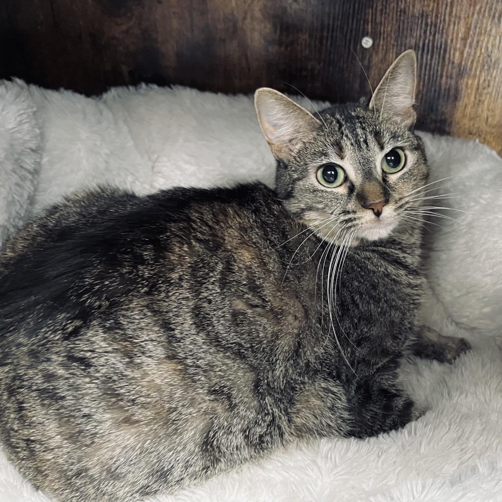 Enlarge Kali, a Adoptable Domestic Short Hair in Duncan, OK image 3/4