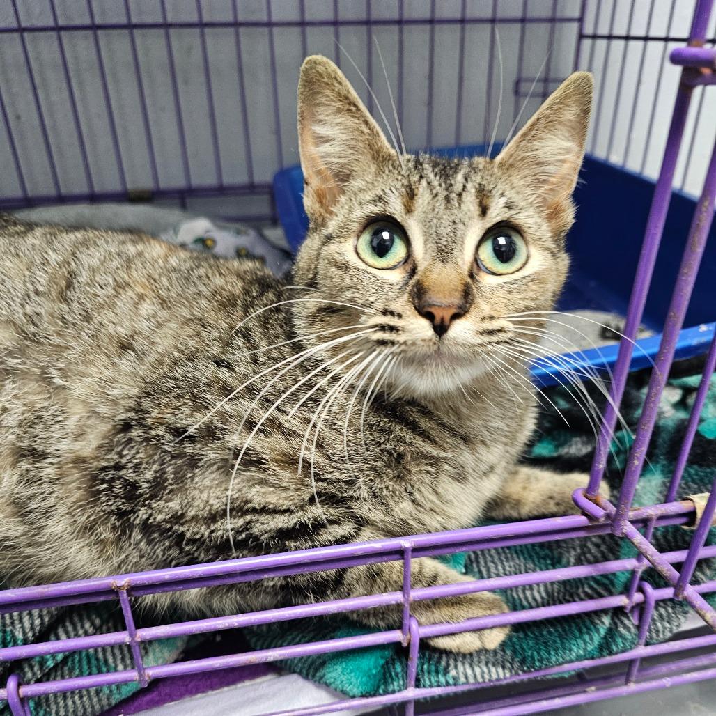 Enlarge Kali, a Adoptable Domestic Short Hair in Duncan, OK image 2/2