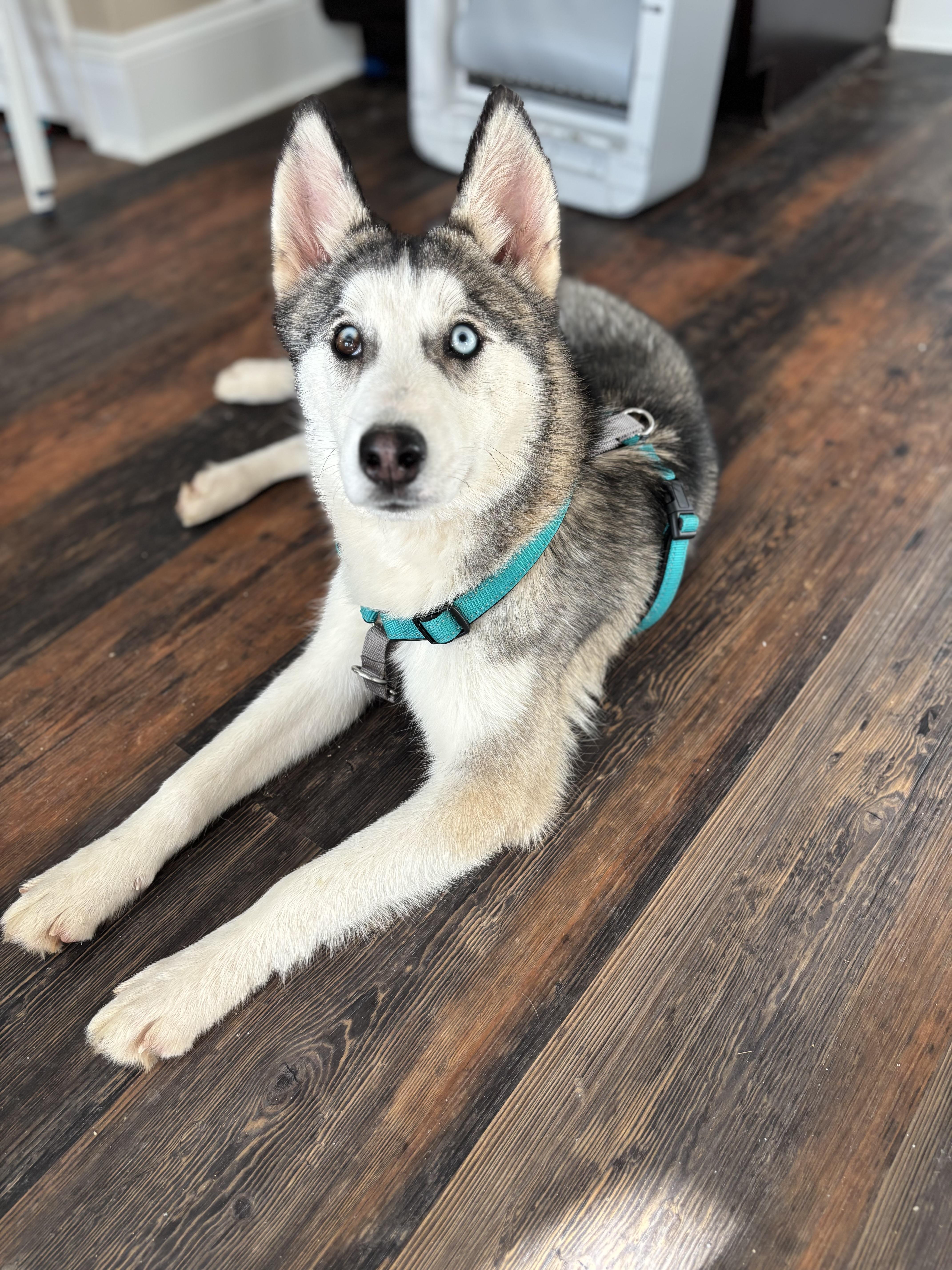 Enlarge Trooper, a ADOPTABLE Siberian Husky in Woodstock, GA image 1/6