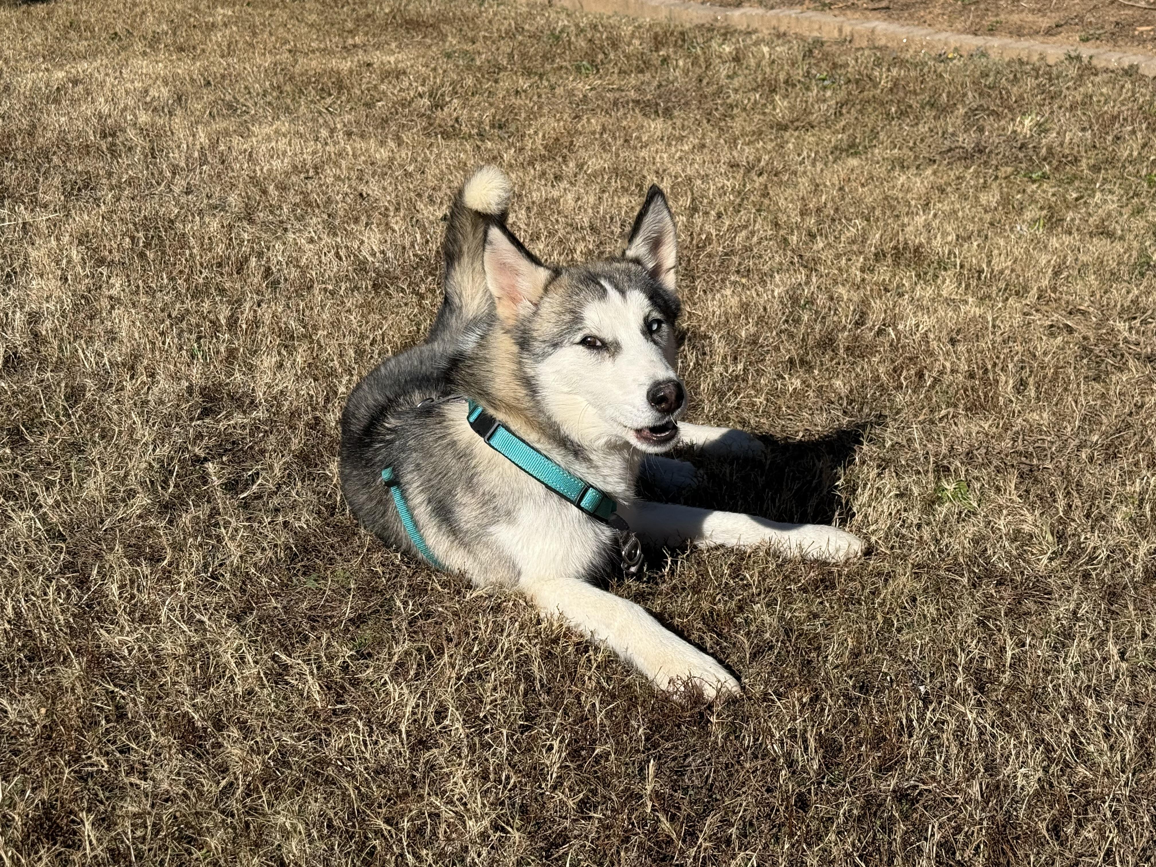 Enlarge Trooper, a ADOPTABLE Siberian Husky in Woodstock, GA image 6/6