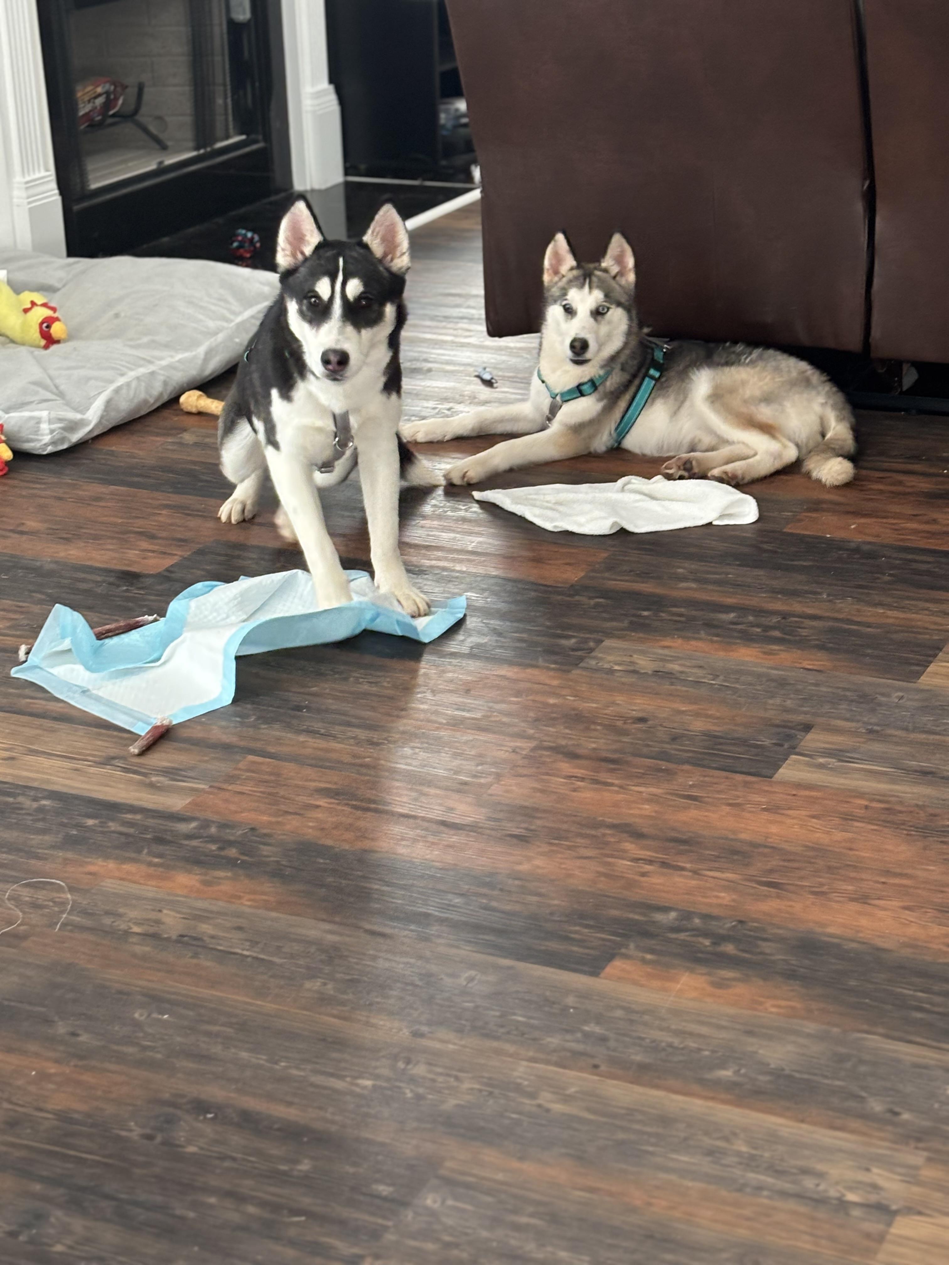 Enlarge Trooper, a ADOPTABLE Siberian Husky in Woodstock, GA image 4/6